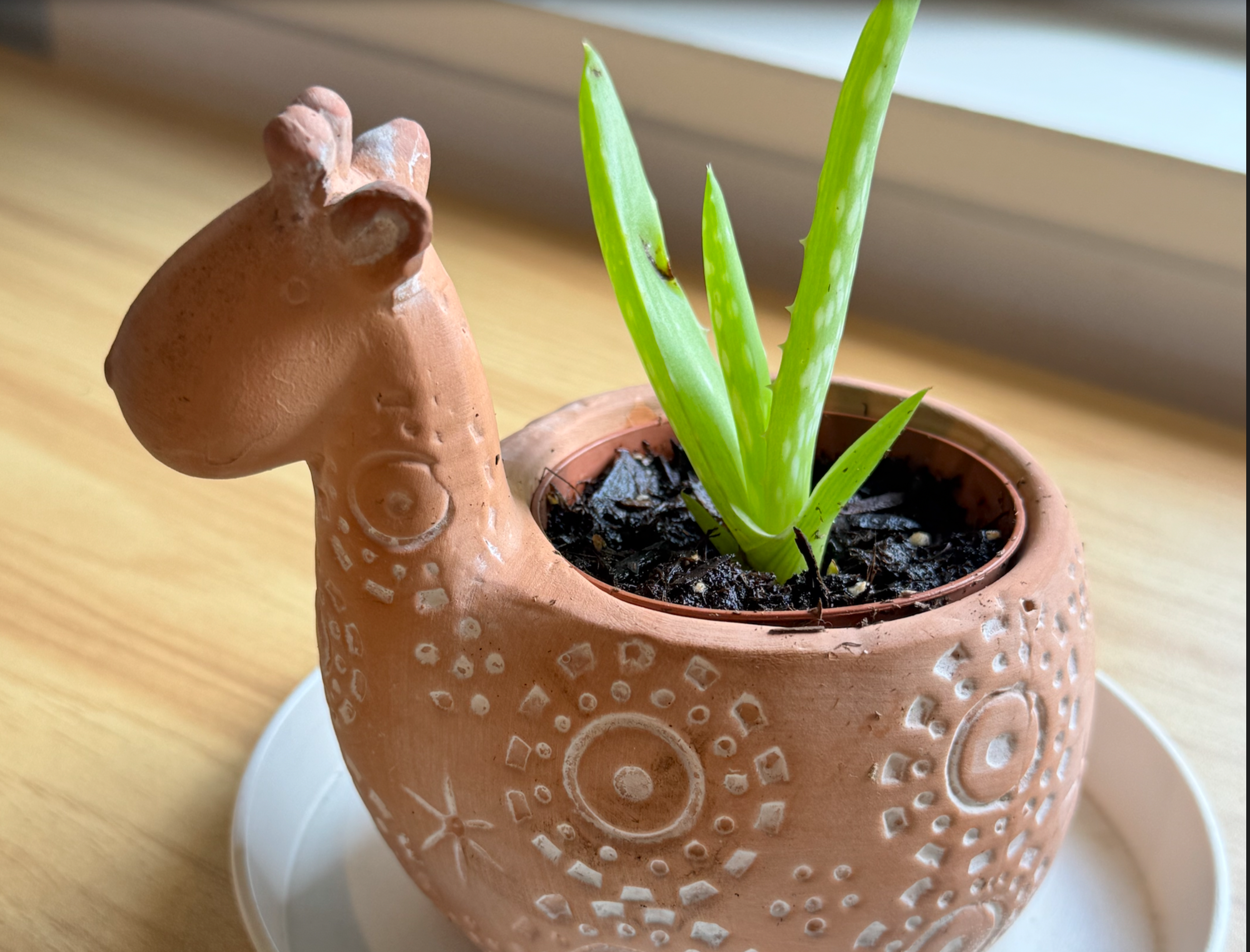 Me and my desk plant