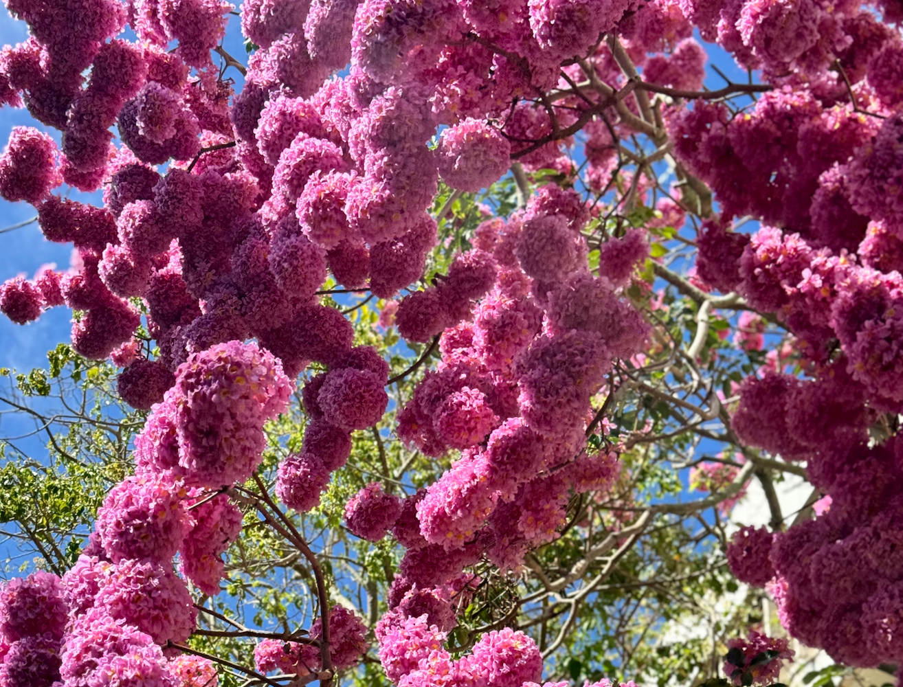 Pink flowers in bloom in UH