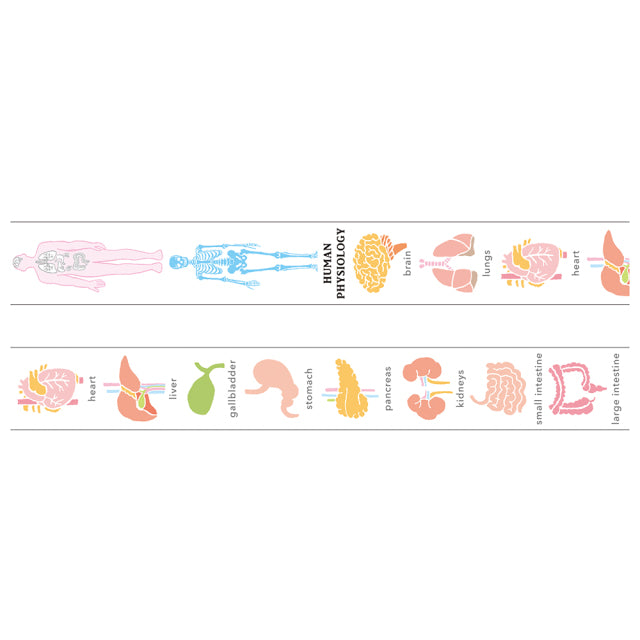 Masking Tape Human Physiology