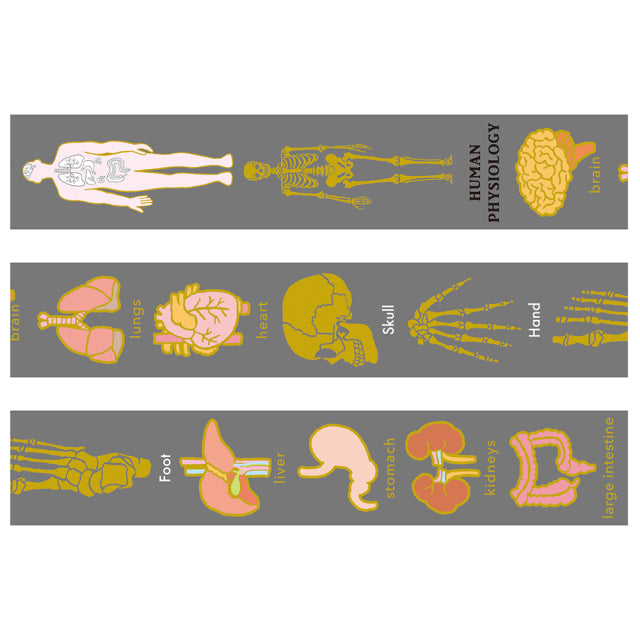 Gold Foil Masking Tape Human Physiology