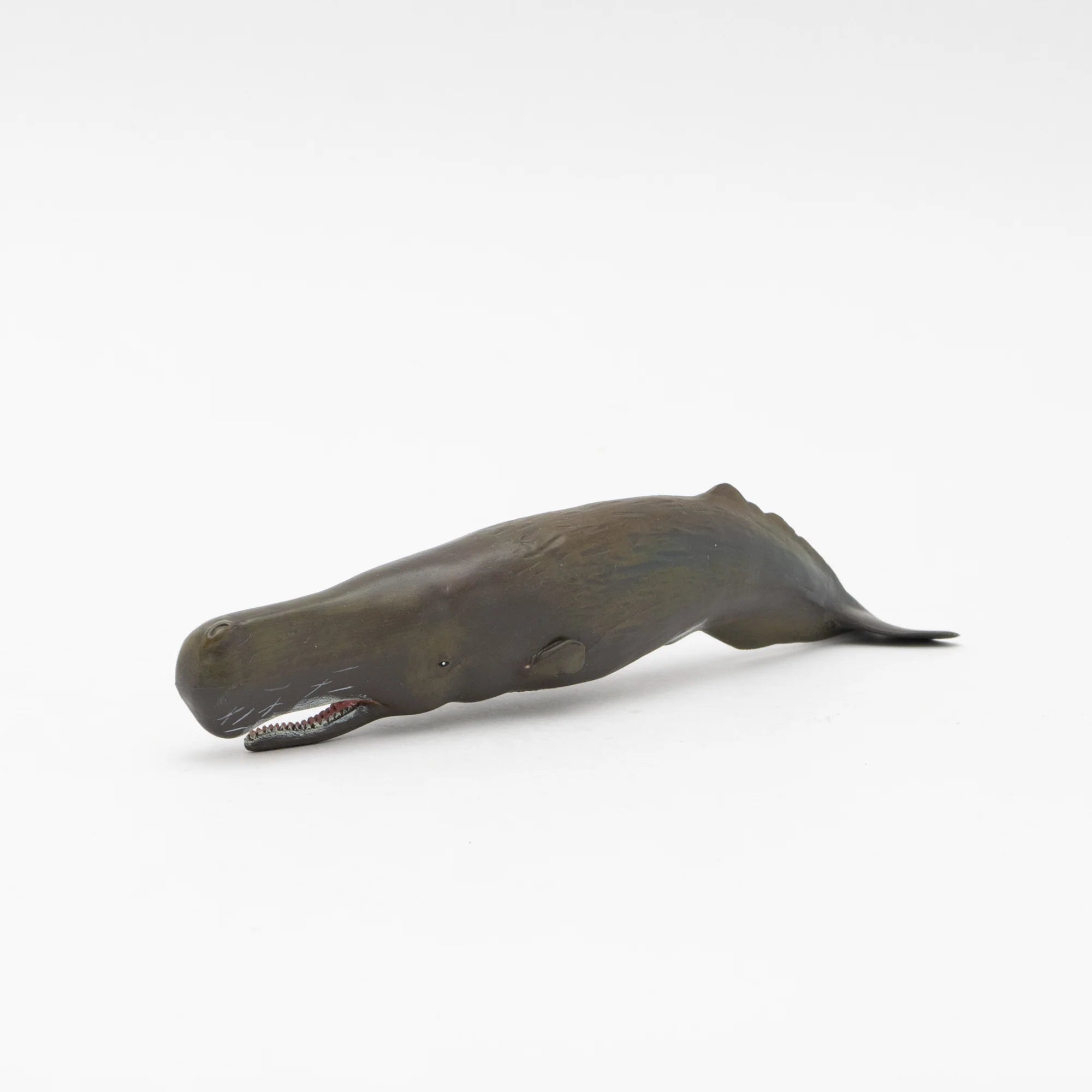 Soft Model Sperm Whale