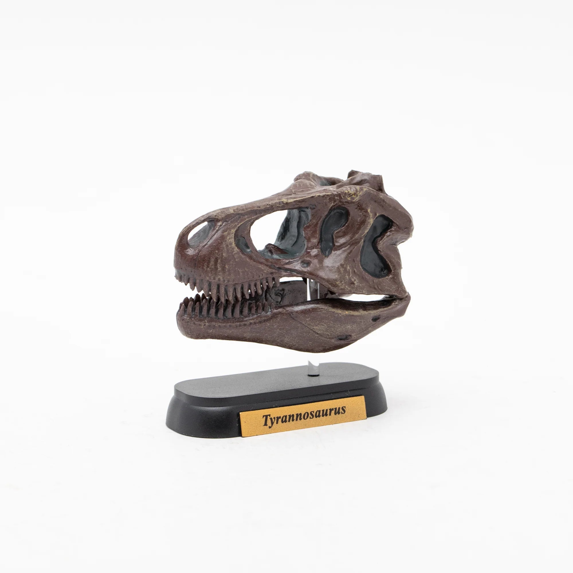 Skull Mini Model Tyrannosaurus