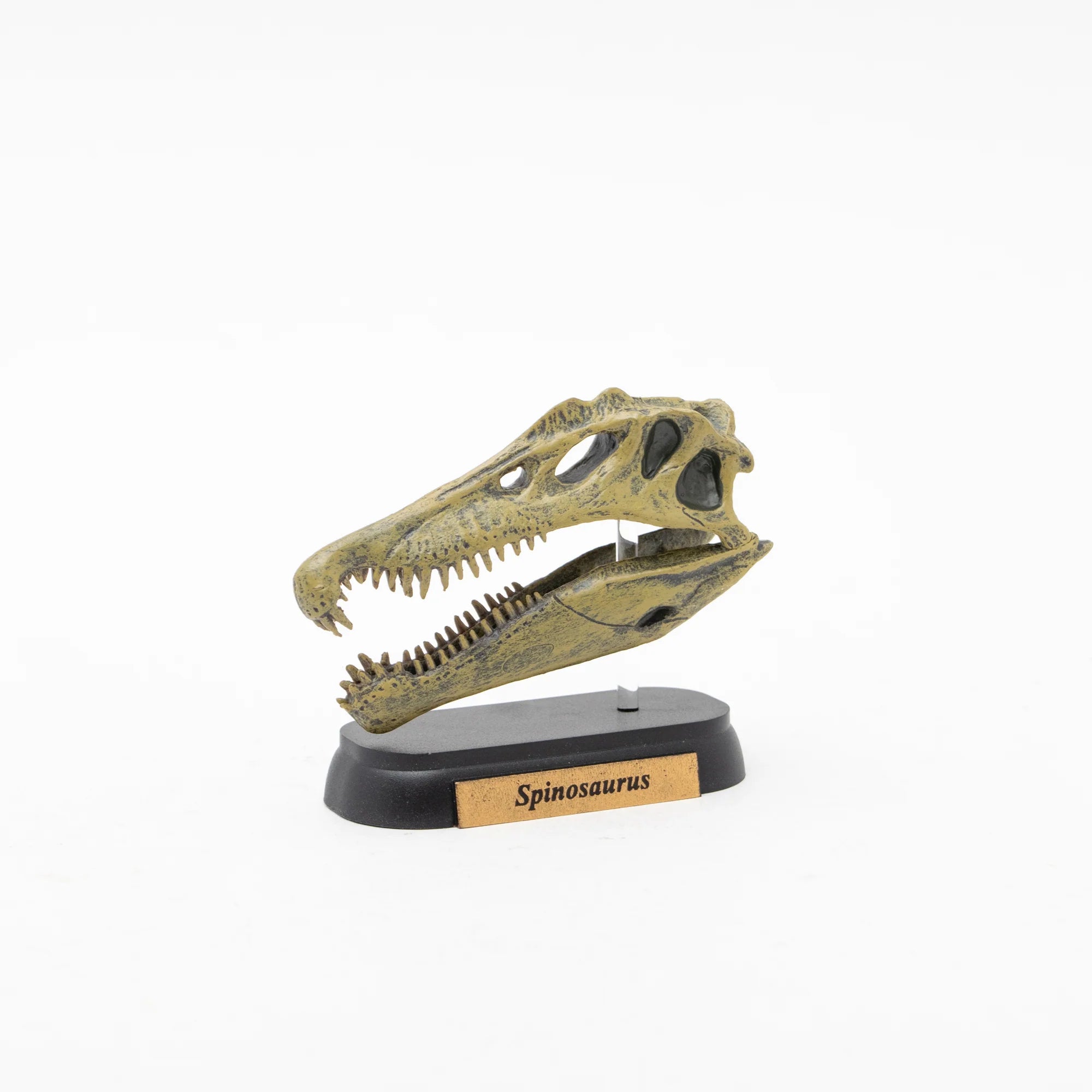 Skull Mini Model Spinosaurus