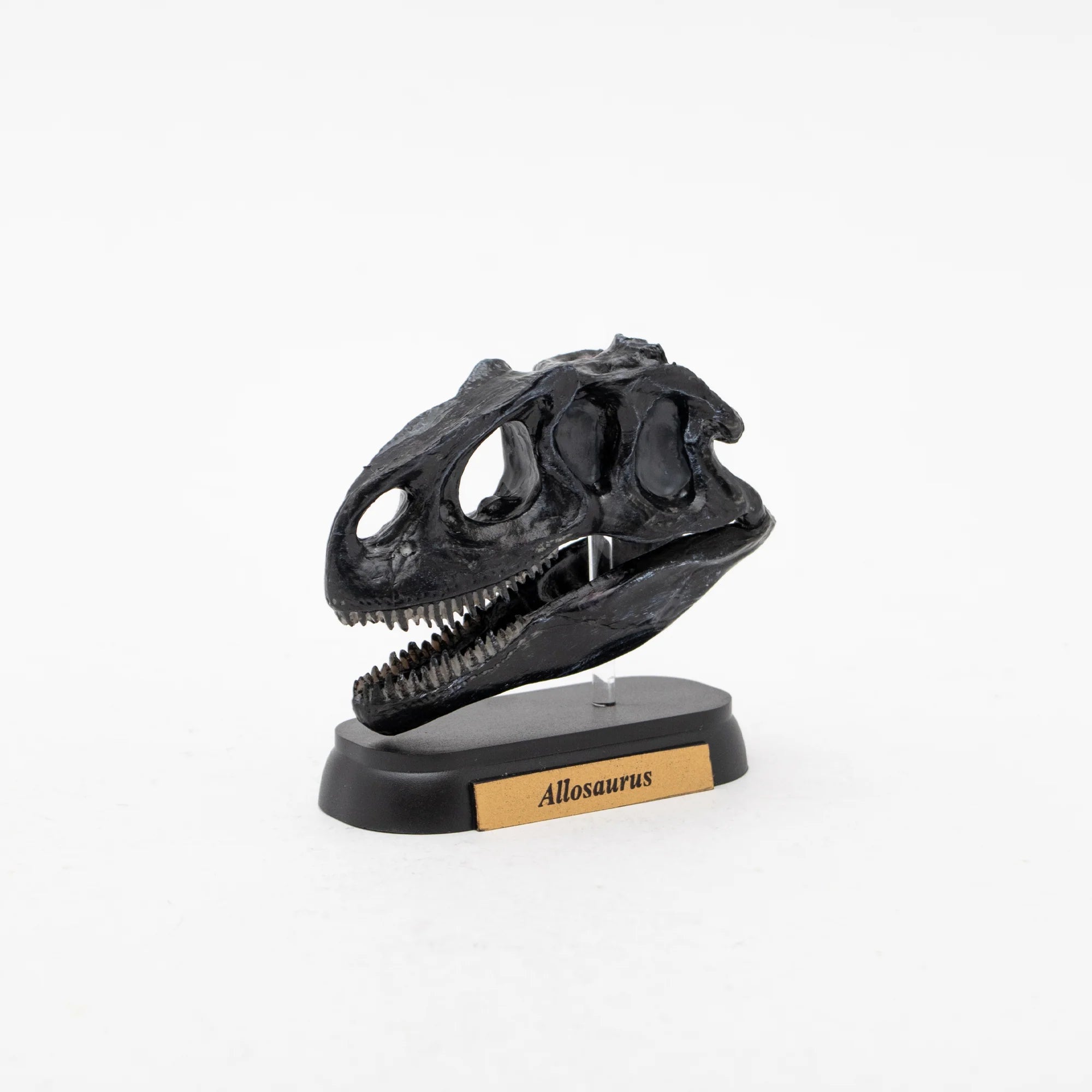 Skull Mini Model Allosaurus