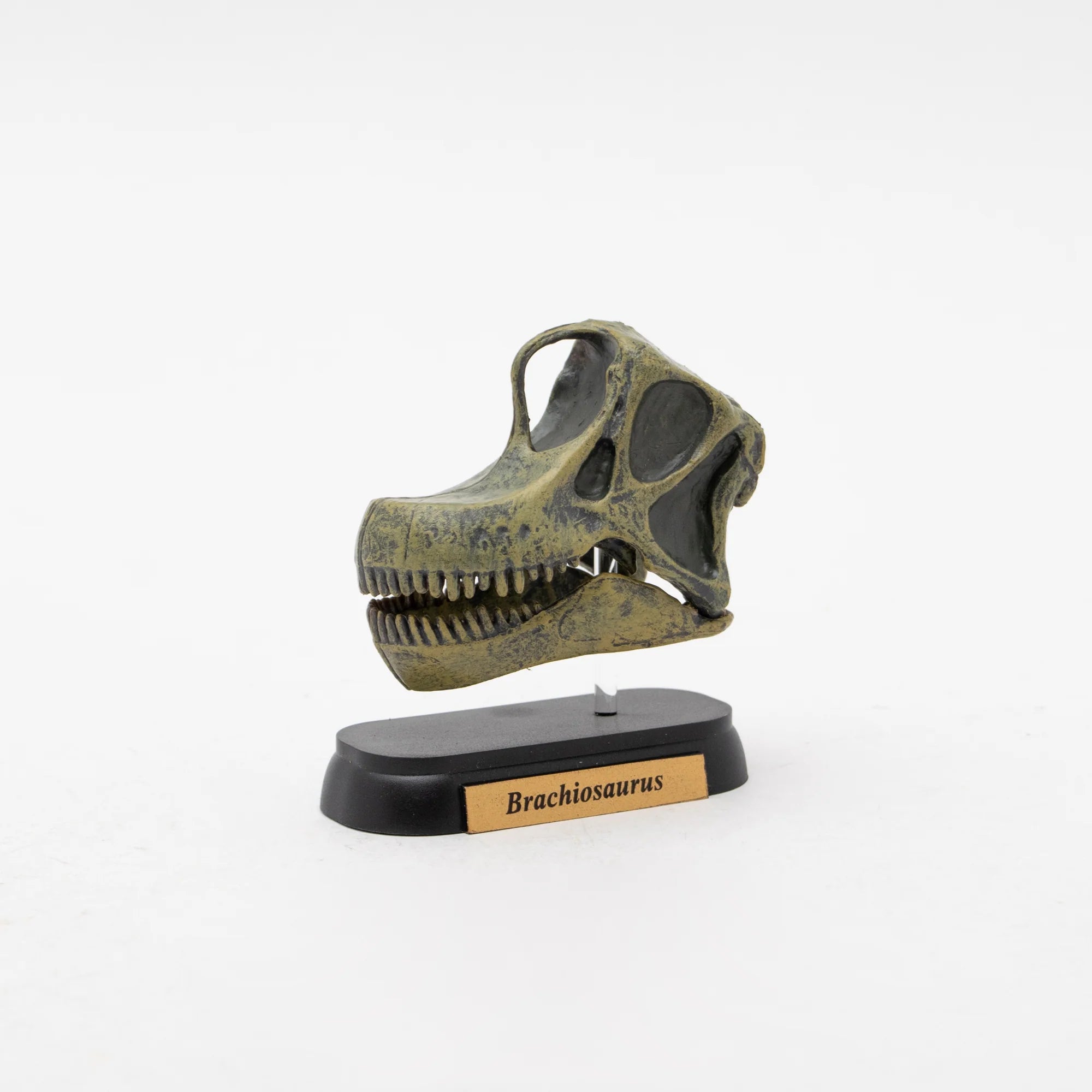 Skull Mini Model Brachiosaurus