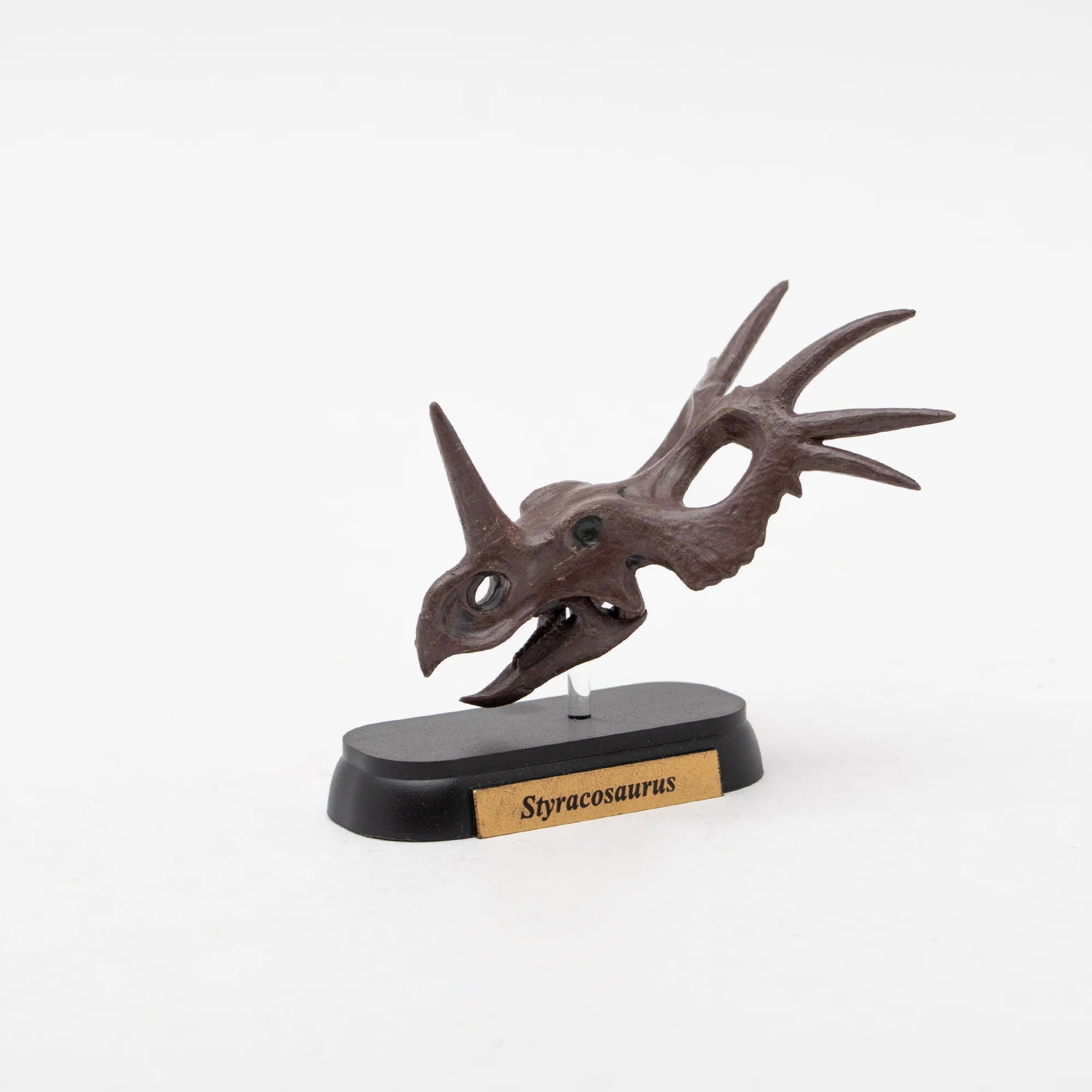 Skull Mini Model Styracosaurus