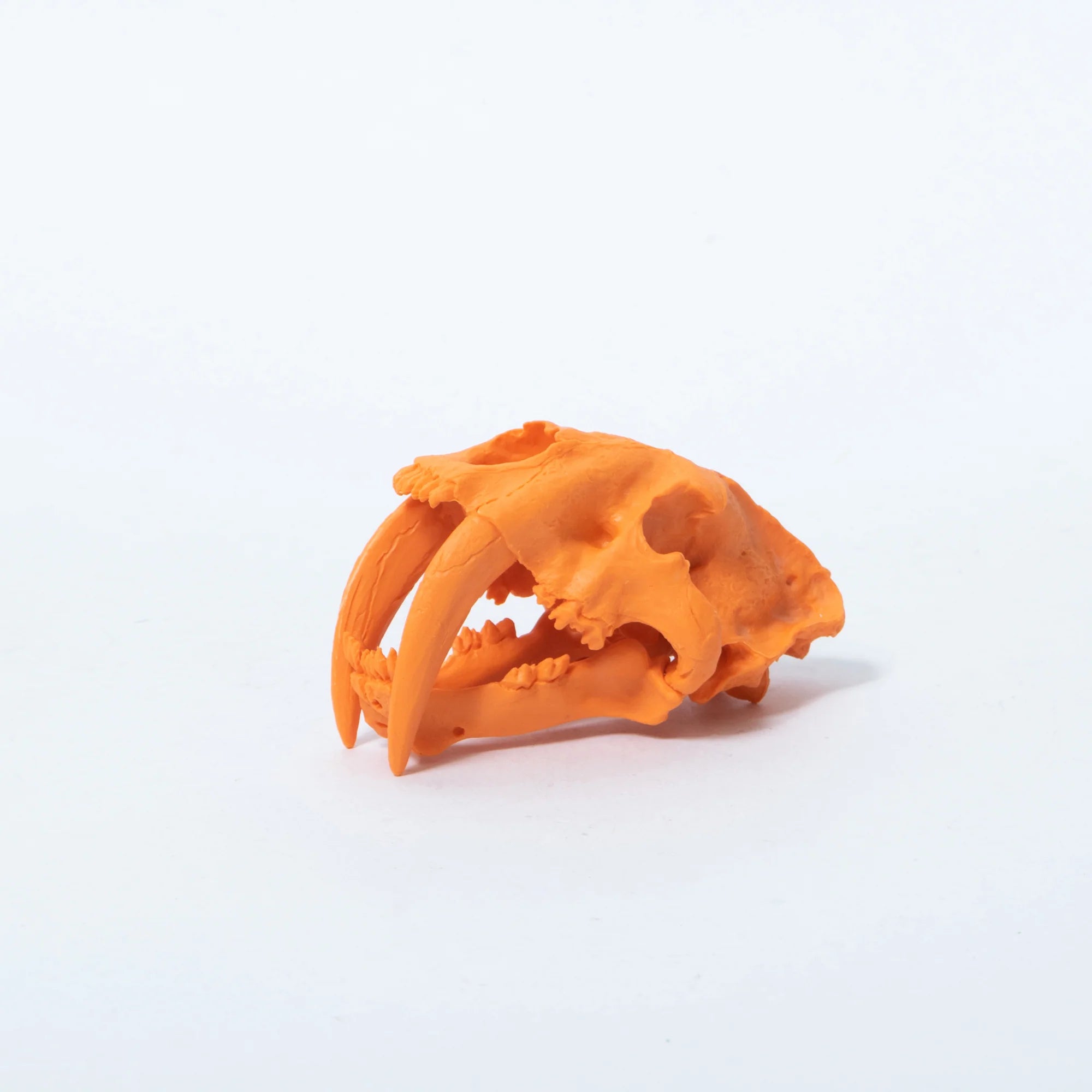 Skull-shaped Eraser Smilodon Orange