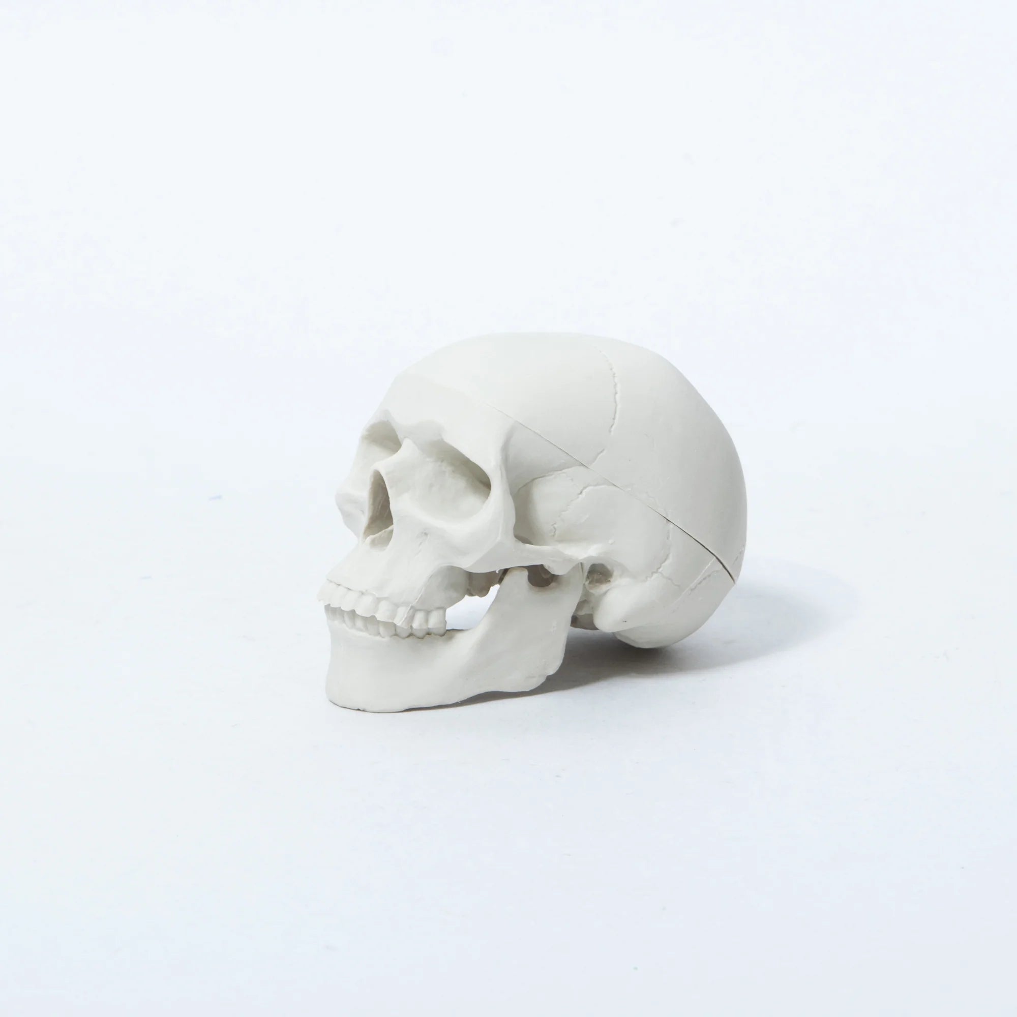 Skull-shaped Eraser Human White